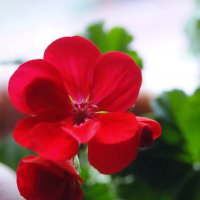 Цветок герани. :: сергей ермошкин Цветок герани. :: сергей ермошкин