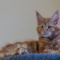 Симба юные годы. :: Евгений Голубев