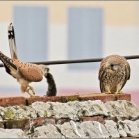 Забота :: Сеня Белгородский