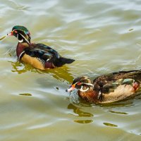 Каролинка :: SanSan 