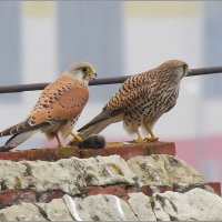 ну подкрепись :: Сеня Белгородский