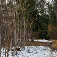 Лесными дорожками :: Сергей Цветков