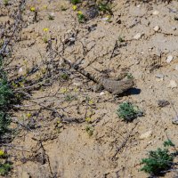 Ящерка :: Анатолий Чикчирный Ящерка :: Анатолий Чикчирный