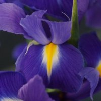 * :: Алёна Савина