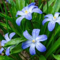 Хионодоксы под дождём. :: Милешкин Владимир Алексеевич 