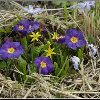 Гимн Весне :: Aleksandr Gal