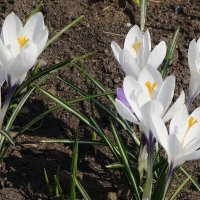 Крокус :: Рита Симонова