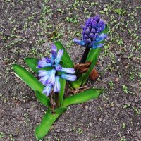 Гиацинт :: Рита Симонова