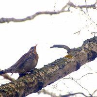 Дрозд. :: Вячеслав. Синицын