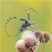 Жук усач.(Longhorn beetle) :: Александр Григорьев
