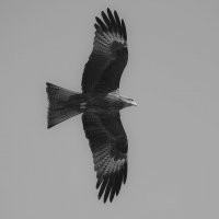 В полёте он — воплощение силы и грации. :: Вадим Басов