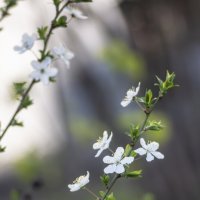 *** :: Александр. AVG100 --- *** :: Александр. AVG100 ---