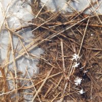 Весна идёт, весне дорогу... :: Галина Минчук