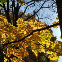 Осенний лесок 1. :: Константин Белоногов