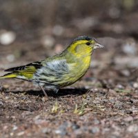 Чижик (самец). :: Николай Ловец