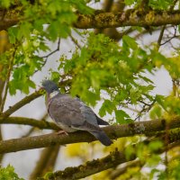 (°-°) :: Jakob Dick