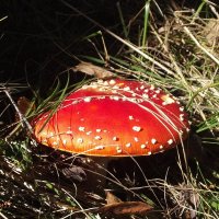 Мухомор :: Freddy 97