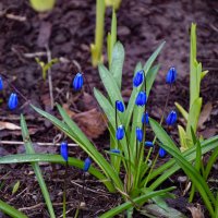 Пролеска Сцилла :: Олег 