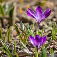 На встречу солнцу :: Александр Трухин На встречу солнцу :: Александр Трухин