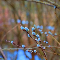 верба :: Владимир иванов