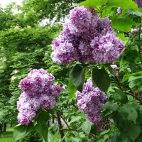 скоро расцветет :: Anna-Sabina Anna-Sabina