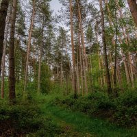 По лесной тропе... :: Николай Гирш