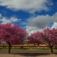 трасса 66 :: Таня Фиалка