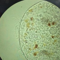 Инфузория из океана :: Мария Делла Инфузория из океана :: Мария Делла