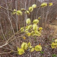 Цветет у обочины верба! :: Владимир 