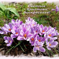 Доброе утро! Чудесного всем дня Воскресенья Христова! :: Лия ☼