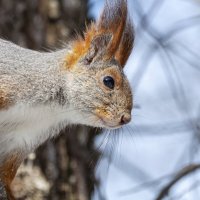 Природа в деталях: внимательный взгляд белки. :: Вадим Басов