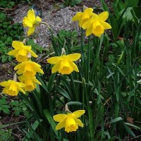 Нарциссы :: Рита Симонова