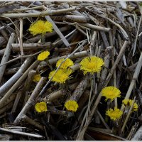 к свету... :: Aleksandr Gal к свету... :: Aleksandr Gal