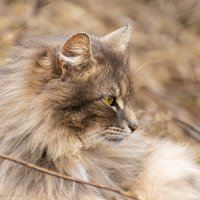 Красавец. :: Андрей Андрианов