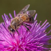 Краски лета. Пчела на цветке чертополоха. :: Алексей Трухин Краски лета. Пчела на цветке чертополоха. :: Алексей Трухин