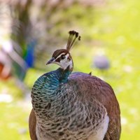 Чем не "Геракл"? :: Татьяна Бравая