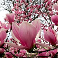 Магнолия Суланжа :: Валерий 