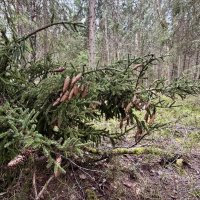 Шишкин лес. :: Любовь 