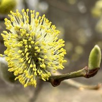 Пушистик. :: Татьяна Пушистик. :: Татьяна