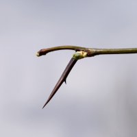 Апрель. Акация :: Павленко Михаил 