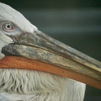 пеликан :: Александр Леонов