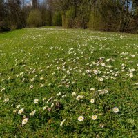 Маргаритки на лугу... :: Николай Гирш