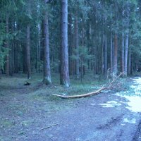 В лесу. :: Михаил Елочкин