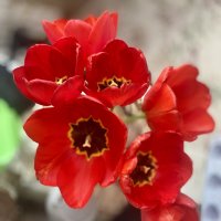 С праздниками. :: Alexey YakovLev