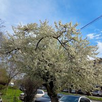 Ростовская весна :: Нина Бутко