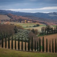Кипарисы перед дождем :: Алекс Римский