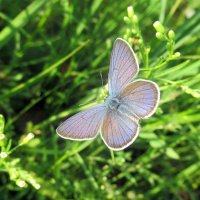 Голубянка! :: оля san-alondra Голубянка! :: оля san-alondra