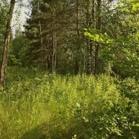 В лесу... :: Сергей Рожков