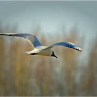 Свобода :: Валентин Котляров Свобода :: Валентин Котляров