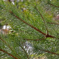 После дождя :: Светлана 